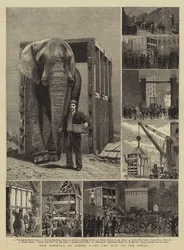 Der Abtransport von Jumbo, I, auf dem Weg zu den Docks